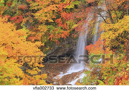 Autumn leaves View Large Photo Image Stock Image - Autumn leaves. Fotosearch