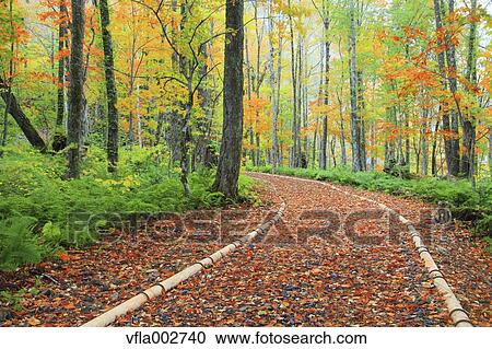 Stock Image - Autumn leaves. Fotosearch