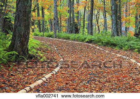 Autumn leaves View Large Photo Image Stock Image - Autumn leaves. Fotosearch