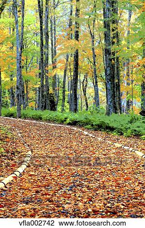 Autumn leaves View Large Photo Image Stock Image - Autumn leaves. Fotosearch