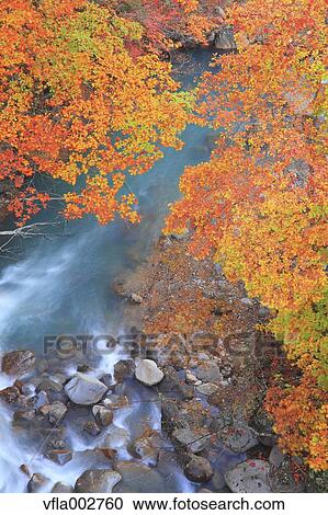 Autumn leaves View Large Photo Image Stock Image - Autumn leaves. Fotosearch