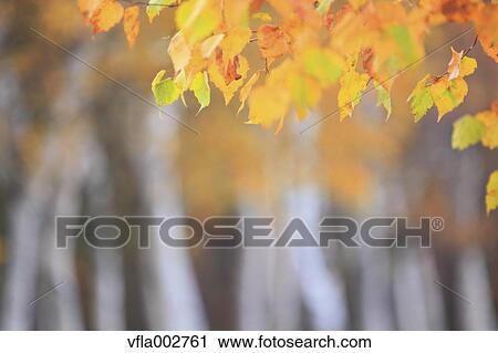 Autumn leaves View Large Photo Image Stock Image - Autumn leaves. Fotosearch