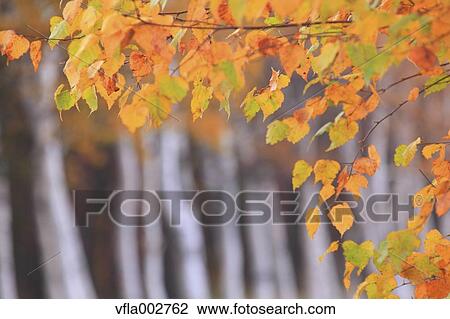 Stock Image - Autumn leaves. Fotosearch