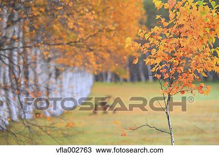 Stock Image - Autumn leaves. Fotosearch