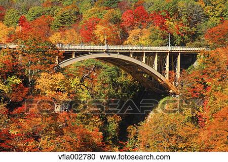 Stock Image - Autumn leaves. Fotosearch