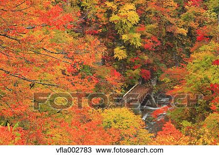 Autumn leaves View Large Photo Image Stock Image - Autumn leaves. Fotosearch