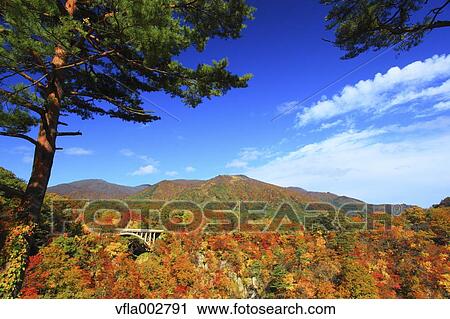 Autumn leaves View Large Photo Image Stock Image - Autumn leaves. Fotosearch