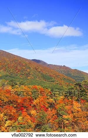 Autumn leaves View Large Photo Image Stock Image - Autumn leaves. Fotosearch