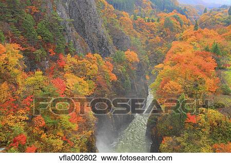 Autumn leaves View Large Photo Image Stock Image - Autumn leaves. Fotosearch