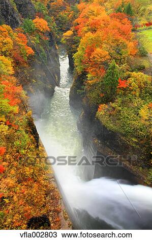 Stock Image - Autumn leaves. Fotosearch