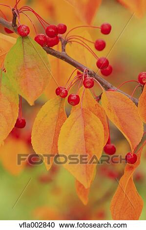 Autumn leaves View Large Photo Image Stock Image - Autumn leaves. Fotosearch