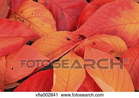 Autumn leaves View Large Photo Image Stock Image - Autumn leaves. Fotosearch