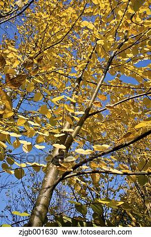 Stock Image - Autumn leaves. Fotosearch