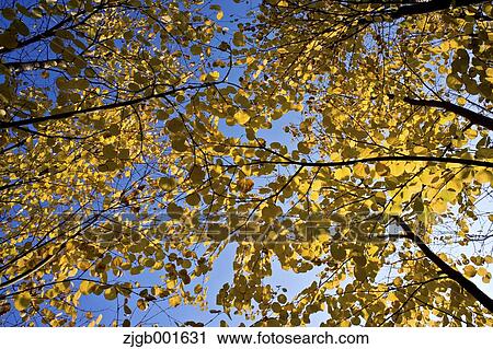 Autumn leaves View Large Photo Image Stock Image - Autumn leaves. Fotosearch