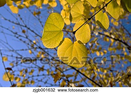 Stock Image - Autumn leaves. Fotosearch