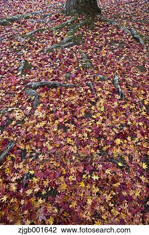 Autumn leaves View Large Photo Image Stock Image - Autumn leaves. Fotosearch