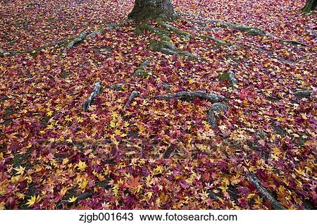 Stock Image - Autumn leaves. Fotosearch