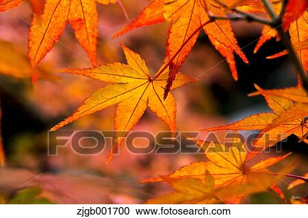 Stock Image - Autumn leaves. Fotosearch