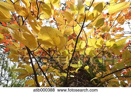 Stock Photo - Autumn leaves. Fotosearch