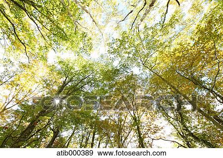 Autumn leaves View Large Photo Image Stock Photo - Autumn leaves. Fotosearch