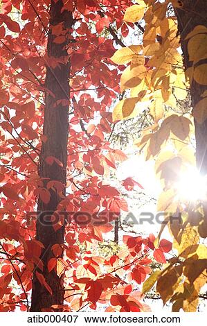 Autumn leaves View Large Photo Image Stock Photo - Autumn leaves. Fotosearch