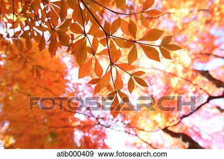 Stock Photo - Autumn leaves. Fotosearch