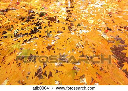 Autumn leaves View Large Photo Image Stock Photo - Autumn leaves. Fotosearch