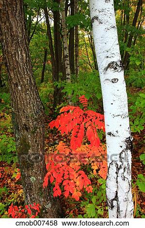 Stock Photo - Autumn leaves. Fotosearch