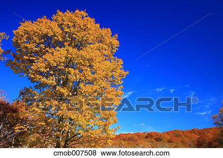 Autumn leaves View Large Photo Image Stock Photo - Autumn leaves. Fotosearch