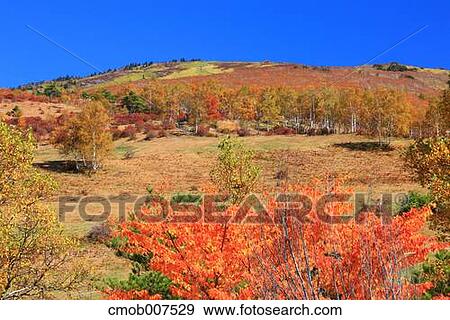 Stock Photo - Autumn leaves. Fotosearch