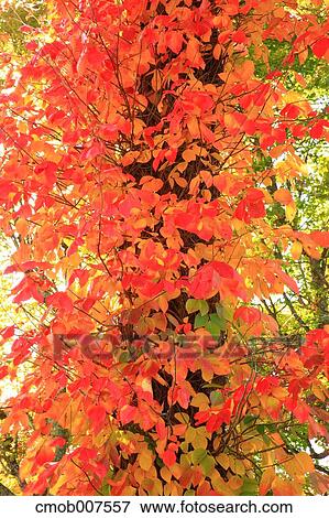 Stock Photo - Autumn leaves. Fotosearch