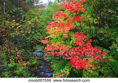 Autumn leaves View Large Photo Image Stock Photo - Autumn leaves. Fotosearch