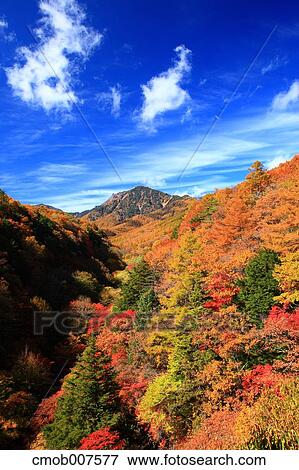 Autumn leaves View Large Photo Image Stock Photo - Autumn leaves. Fotosearch
