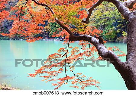 Autumn leaves View Large Photo Image Stock Photo - Autumn leaves. Fotosearch
