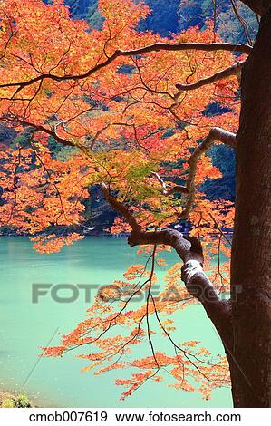 Autumn leaves View Large Photo Image Stock Photo - Autumn leaves. Fotosearch