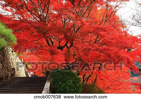 Stock Photo - Autumn leaves. Fotosearch