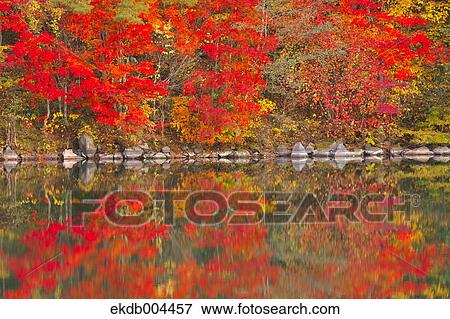 Stock Photo - Autumn leaves. Fotosearch