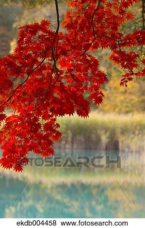 Autumn leaves View Large Photo Image Stock Photo - Autumn leaves. Fotosearch