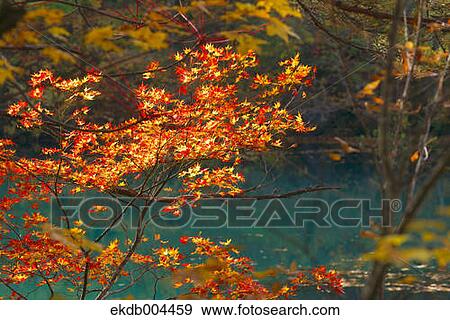 Autumn leaves View Large Photo Image Stock Photo - Autumn leaves. Fotosearch