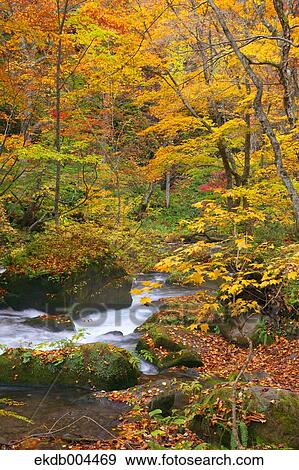 Autumn leaves View Large Photo Image Stock Photo - Autumn leaves. Fotosearch