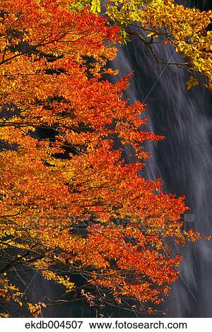 Autumn leaves View Large Photo Image Stock Photo - Autumn leaves. Fotosearch