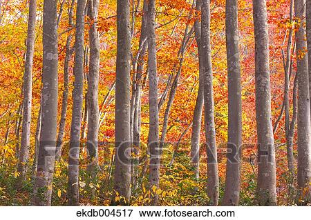 Autumn leaves View Large Photo Image Stock Photo - Autumn leaves. Fotosearch