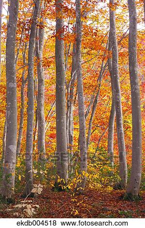 Autumn leaves View Large Photo Image Stock Photo - Autumn leaves. Fotosearch