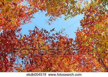 Autumn leaves View Large Photo Image Stock Photo - Autumn leaves. Fotosearch