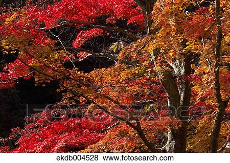 Autumn leaves View Large Photo Image Stock Photo - Autumn leaves. Fotosearch