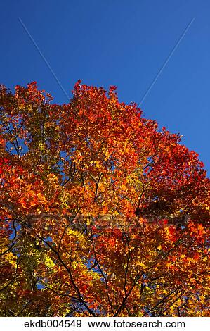 Autumn leaves View Large Photo Image Stock Photo - Autumn leaves. Fotosearch
