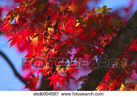 Autumn leaves View Large Photo Image Stock Photo - Autumn leaves. Fotosearch