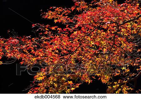 Autumn leaves View Large Photo Image Stock Photo - Autumn leaves. Fotosearch