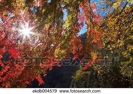 Stock Photo - Autumn leaves. Fotosearch