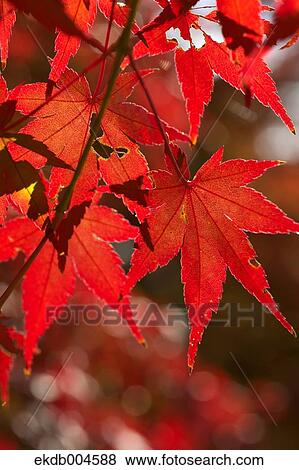 Autumn leaves View Large Photo Image Stock Photo - Autumn leaves. Fotosearch